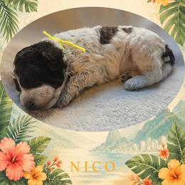 Boy 2 - Brown roan male Lagotto Romagnolo puppy in Salida, California from Harper's Lagotti