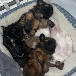Shih Tzu Puppies from Caroline Mendes