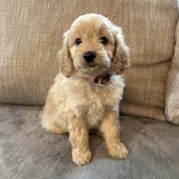 Gracie - Cream female Goldendoodle puppy in Fayetteville, Arkansas from Mountain Grove Doodles