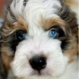 Bernedoodles from Oak Knoll Doodles