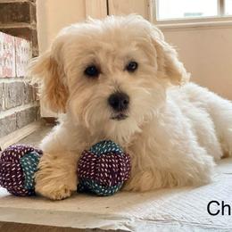 Coton de Tulear All Grown Up from Cooks’ Cotonpoos
