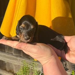 Black and Tan Girl - Black and tan female Dachshund puppy in Santa Rosa, California from Signature Mini Dachshunds