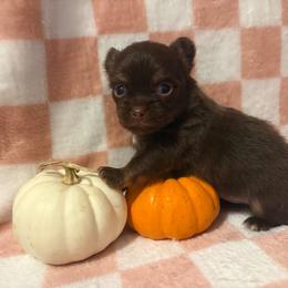 Coco - Chocolate male Chihuahua puppy in Beckemeyer, Illinois from Guardian’s of the Chihuahuas