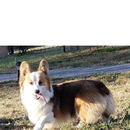 Harrison  - Pembroke Welsh Corgi