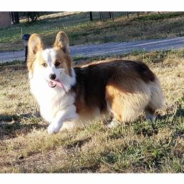 Harrison  - Pembroke Welsh Corgi