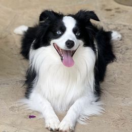 Max - Miniature Australian Shepherd