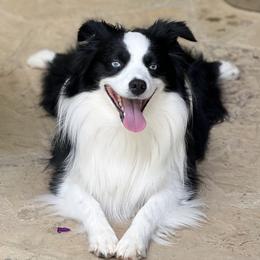 Max - Miniature Australian Shepherd