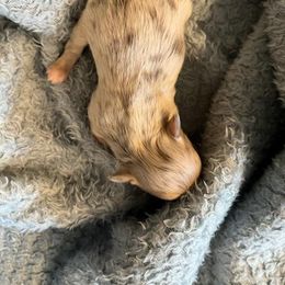 Chihuahua Puppies from Hawk's Eye Homestead
