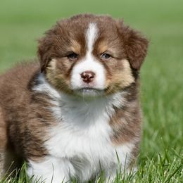 Sprout - Red tri-color Australian Shepherd puppy in Denton, Maryland from Oak Haven Aussies