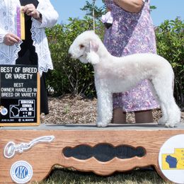 Eden - Bedlington Terrier