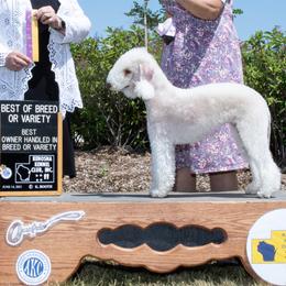 Eden - Bedlington Terrier