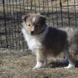 Shetland Sheepdog Puppies from Sunny Shelties