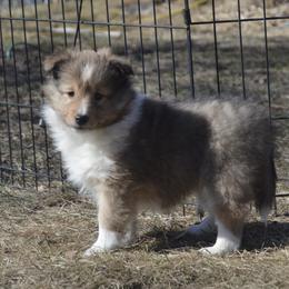 Shetland Sheepdog Puppies from Sunny Shelties