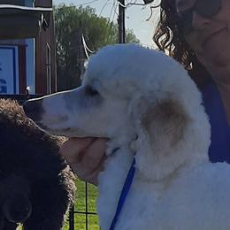 Joker - Poodle