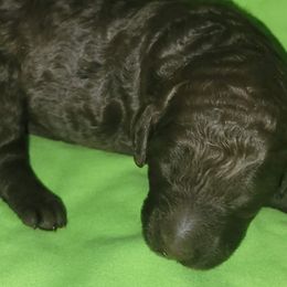 Coco - Poodle puppy in Missouri from 7P Services