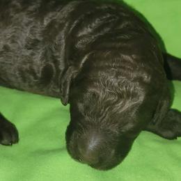 Coco - Poodle puppy in Missouri from 7P Services