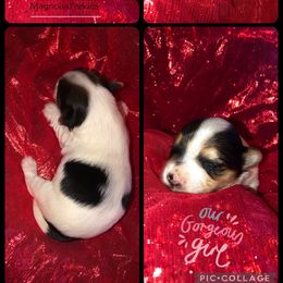 Girl - Parti female Yorkshire Terrier puppy in Phil Campbell, Alabama from MagnoliaYorkies