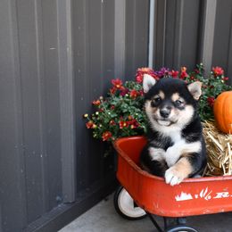 Ricka - Black and tan female Shiba Inu puppy in Arcola, Illinois from Highline Puppies