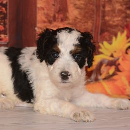 Jack - Tri-color male Bernedoodle puppy in Moulton, Iowa from Shondel Puppy Paws
