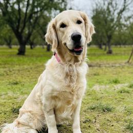Winnie - Golden Retriever