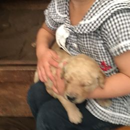 Goldendoodle Puppies from Brashears Livestock and Dogs