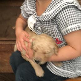 Goldendoodle Puppies from Brashears Livestock and Dogs