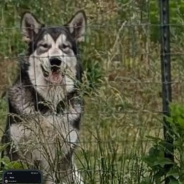 Alaskan Malamute puppies from Rockin' Maples Malamutes