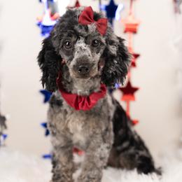 Mabel - Poodle