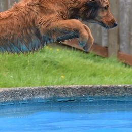 Golden Retrievers from BellaRosa Legacy Goldens