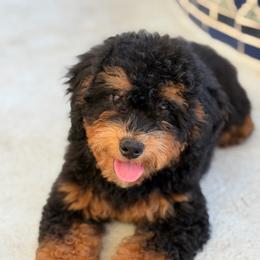 Molly - Tri-color female Bernedoodle puppy in Daytona Beach, Florida from Lindy’s Doodles