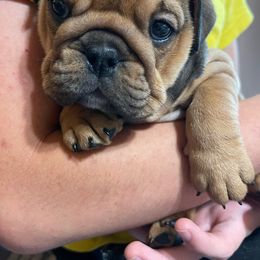 Solstice - Bulldog puppy from Bully’s of Naboo