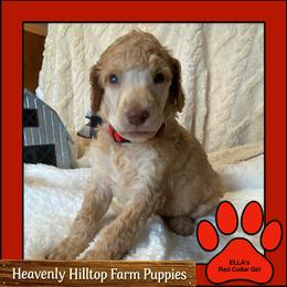 Ella's Red Collar Girl - Apricot female Poodle puppy in Charlo, Montana from Heavenly Hilltop Farm