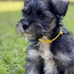 Miniature Schnauzers from Endless Elegance