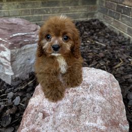 Teddy - Red male Cavapoo puppy in Rio Linda, California from VitPom Puppies