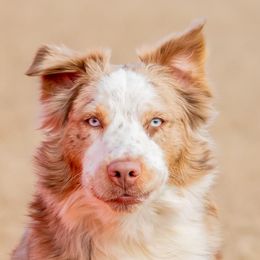 Sophie - Australian Shepherd