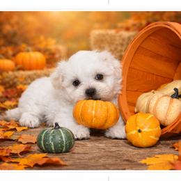 Maltese and Maltipoo Puppies from Chez Lexi Kennels