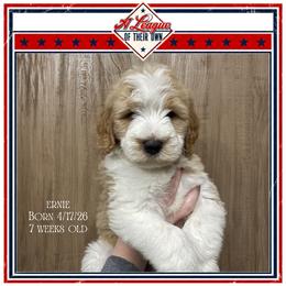 Ernie - Parti male Goldendoodle puppy in North Conway, New Hampshire from Arbor Grace Doodles