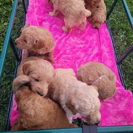 Goldendoodle Puppies from 3 Willows Goldendoodles