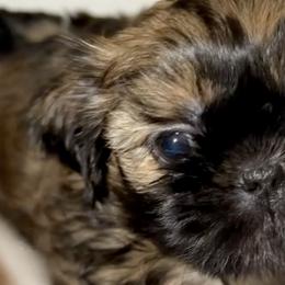 Shih Tzus from Caroline's Shih Tzus