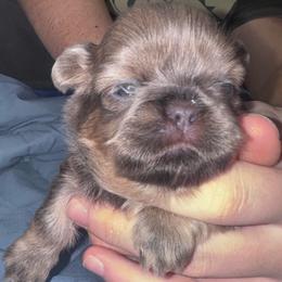 Lucy - Blue female Shih Tzu puppy in Hendersonville, Tennessee from Peekaboo Farms