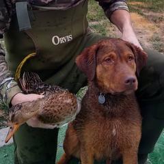 Chesapeake Bay Retrievers from Boulder Canyon Kennels