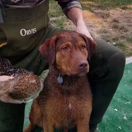 Chesapeake Bay Retrievers from Boulder Canyon Kennels