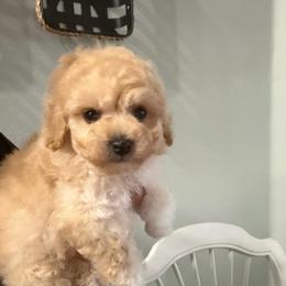 Sir Monty - Apricot male Maltipoo puppy in Southern,, California from Maltipoo Tiny Pups & More