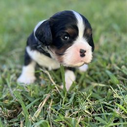 Boy 2 - Tri-color male Cavalier King Charles Spaniel puppy in Wilton, California from Becky's Cavalier King Charles Spaniels