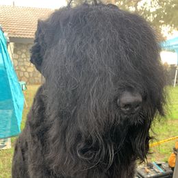 Ragnar - Black Russian Terrier