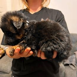 Clark - Black and red male German Shepherd puppy in Quartz Hill, California from Von Gonzalez Kennel
