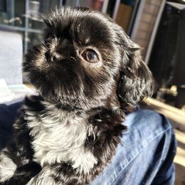 4 Dash - Black male Shih Tzu puppy in Grand Prairie, Texas from R&R Shih-Tzus & Stud Services