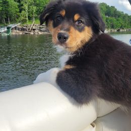 Australian Shepherd Puppies from Triple M Aussies