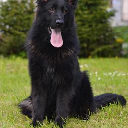Intera - German Shepherd