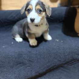 Yellow - Black and tan male Pembroke Welsh Corgi puppy in Dobson, North Carolina from Clover S Farm